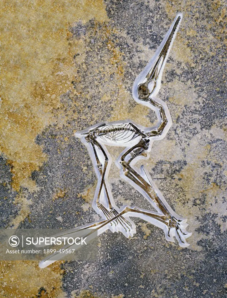 Fossil of a short-tailed pterosaur, a flying reptile. Pterodactylus kochi. Upper Jurassic Solnhofen limestone. Solnhofen, Bavaria, Germany. Photographed under controlled conditions  (Specimen courtesy of Raimund Albersdoerfer, Germany).