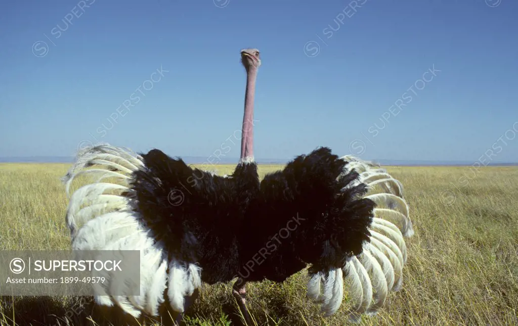 Wings outstretched and waving in a threat display, a male ostrich guards a clutch of eggs hidden in the grass nearby. Struthio camelus. Maasai Mara National Reserve, Kenya, East Africa.