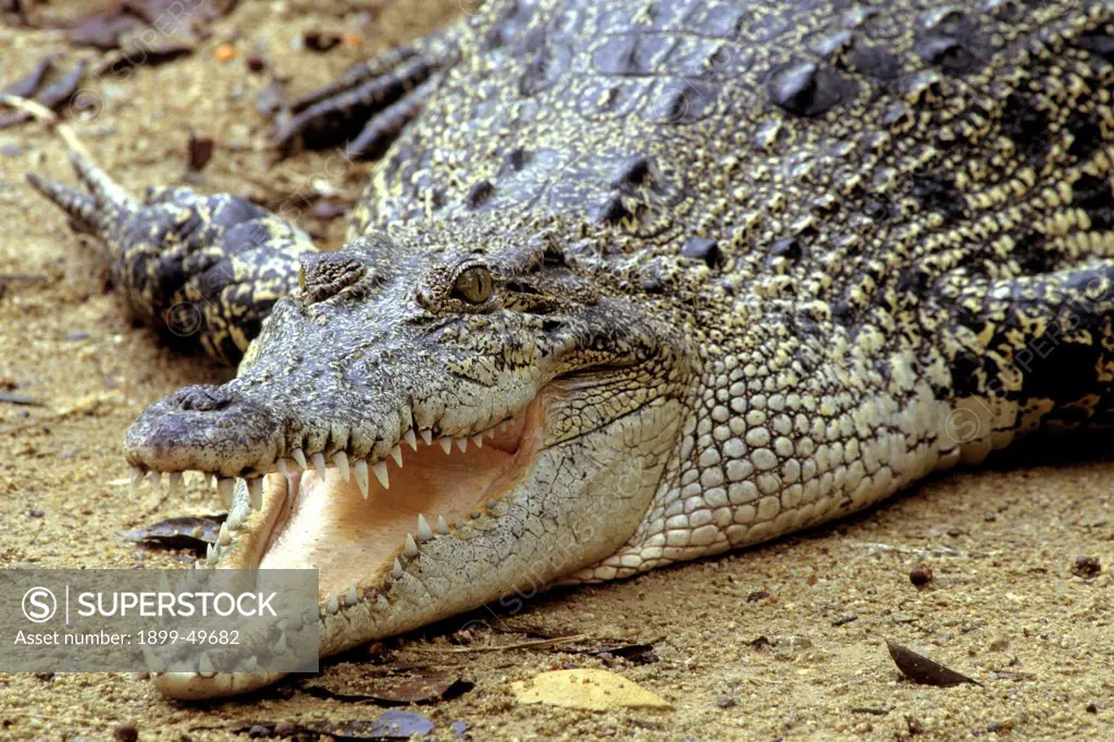 Basking saltwater crocodile, also known as estuarine crocodile, regulating its body temperature by gaping. Crocodylus porosus. Native to the Old World tropics of southeastern Asia and northern Australasia. Crocodile Paradise, Singapore.