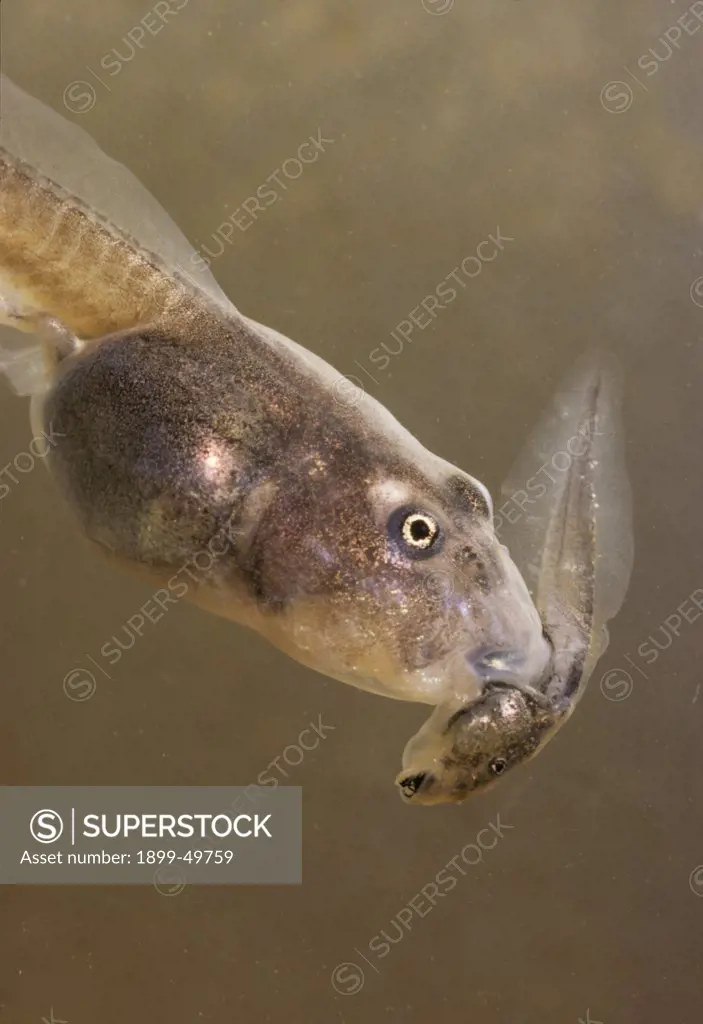 Cannibalism between two Mexican spadefoot toad tadpoles, also known as New Mexico spadefoot. Spea multiplicata. Synonyms include Scaphiopus multiplicatus and Scaphiopus hammondi multiplicata. Two tadpole morphs of the same species and age from the same pond.