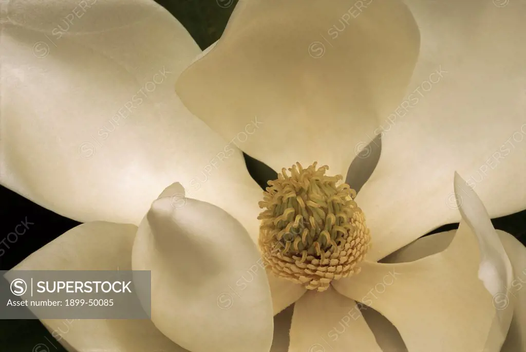 Southern magnolia flower. Magnolia grandiflora. This tree has adapted well to southern California's maritime climate. Buena Park, California, USA Photographed under controlled conditions