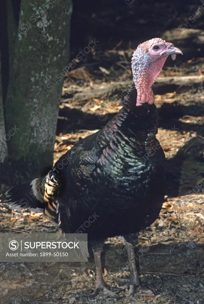 Eastern wild turkey. Meleagris gallopavo silvestris. Okefenokee Swamp Park, Waycross, Georgia, USA. Photographed under controlled conditions