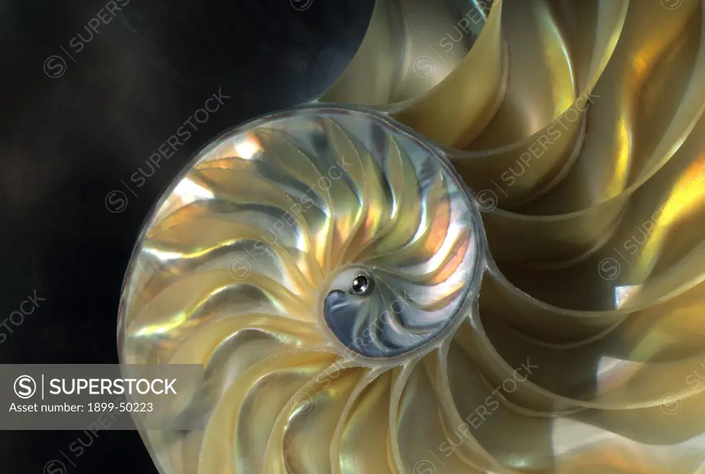 Interior of a pearly nautilus shell, also known as chambered nautilus. Nautilus pompilius. Native to seas of Indo-Pacific.