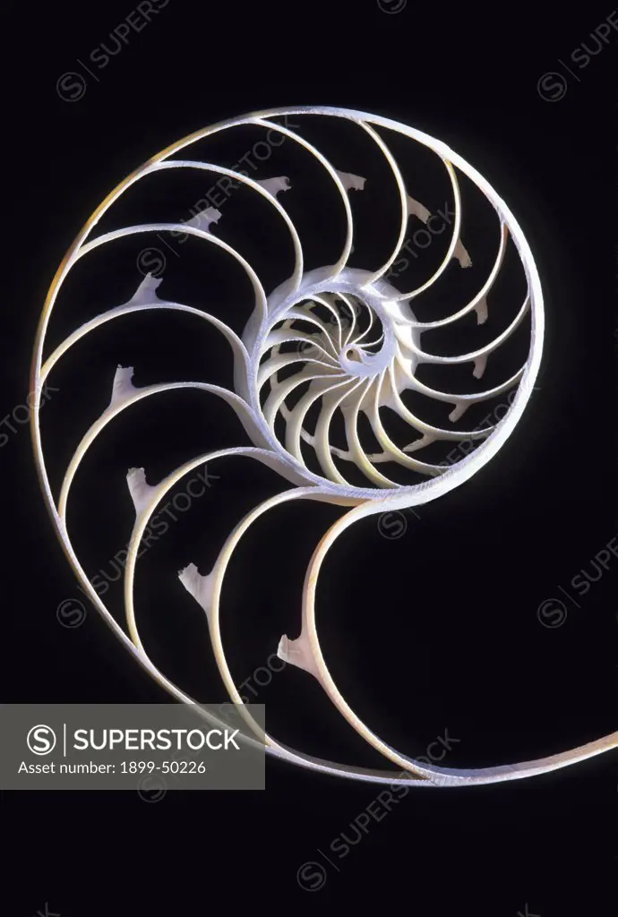 Slice through the interior of a pearly nautilus shell, also known as chambered nautilus. Nautilus pompilius. Native to seas of Indo-Pacific. Photographed under controlled conditions