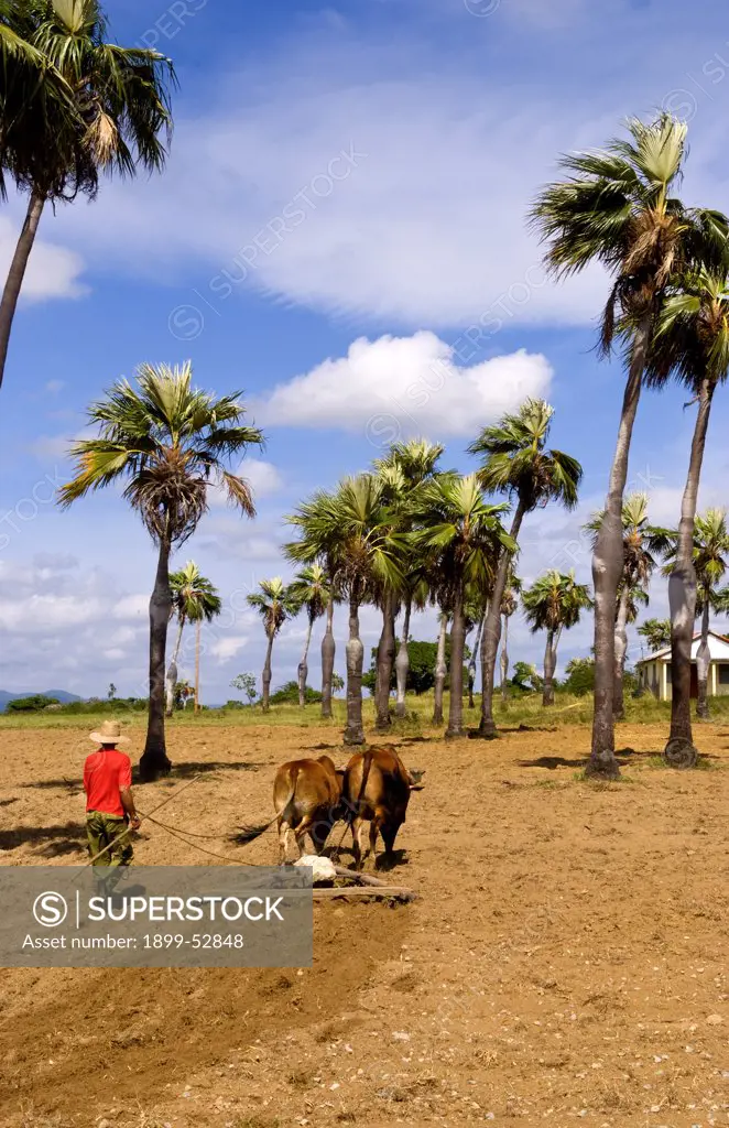 Old Fashioned Farming In Tobacco Fields In Sierra Del Rosario Mountains With Oxen Plowing Fields. Cuba