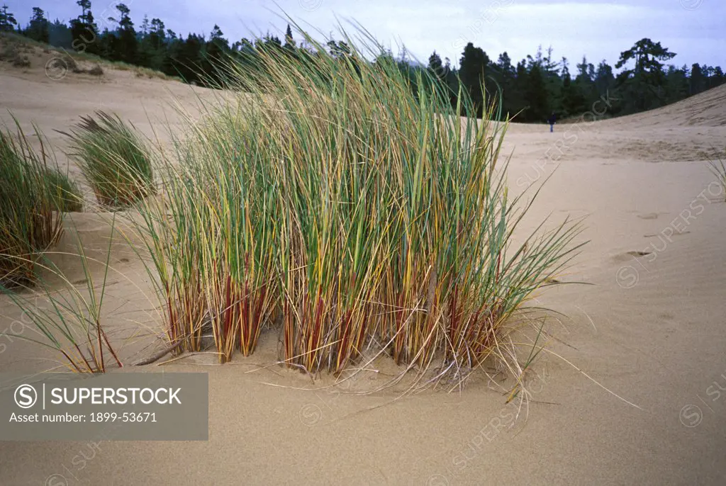 Oregon, Oregon Dunes National Recreation Area.