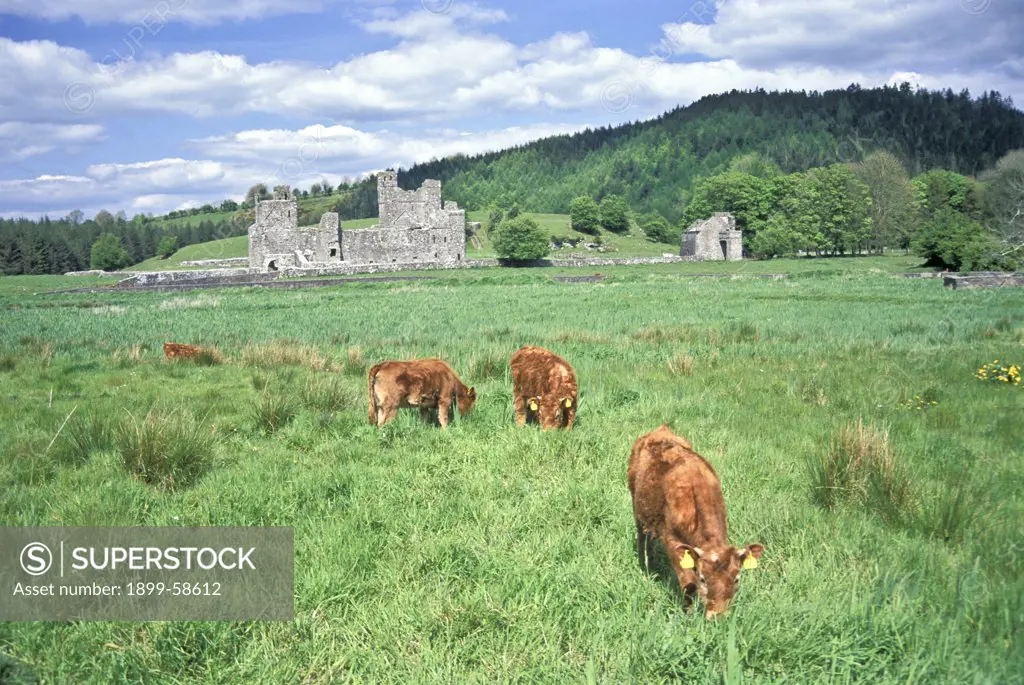 Ireland. County Westmeath. Fore Abbey Ruins.