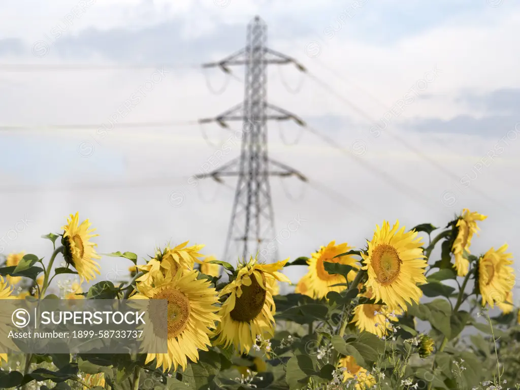 A glowing field of sunflower and pylon in Lower Radley, Oxfordshire.