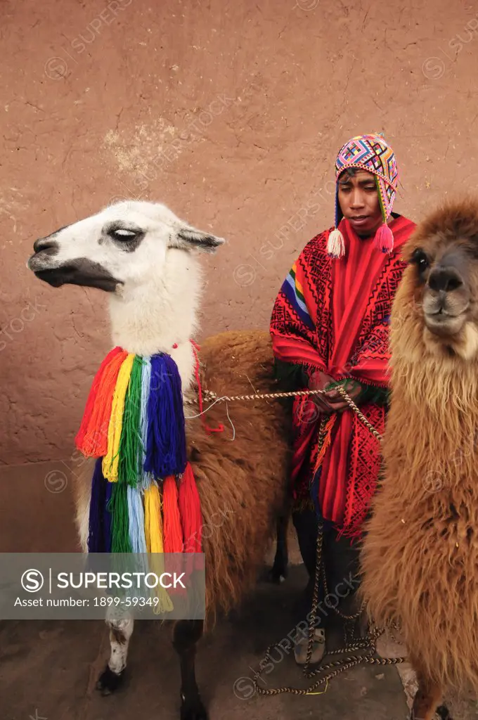 Peruvian Boy With Llama And Alpaca