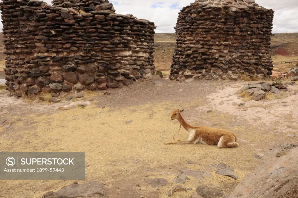 Vicuna By ""Chullpas"" Funerary Towers, Sillustani, Peru