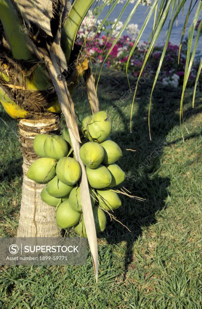 Costa Rica: Coconut Tree With Immature, Green Coconuts