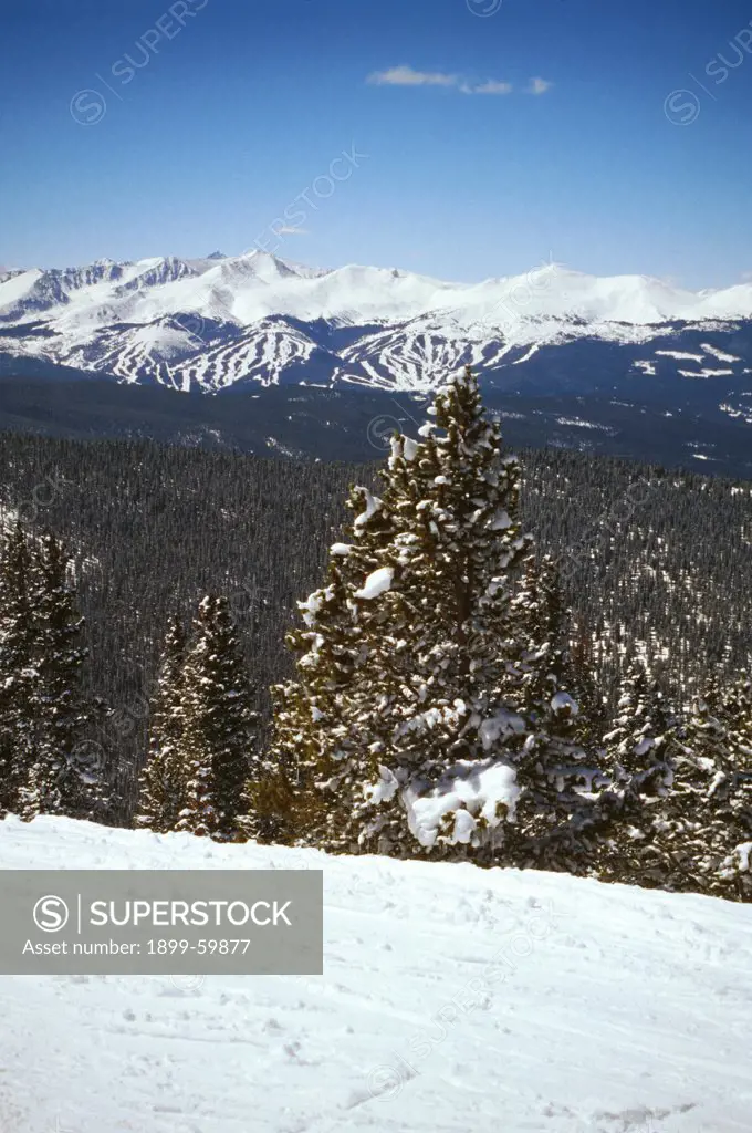 Colorado. Snow-Covered Mountains And Evergreen Trees