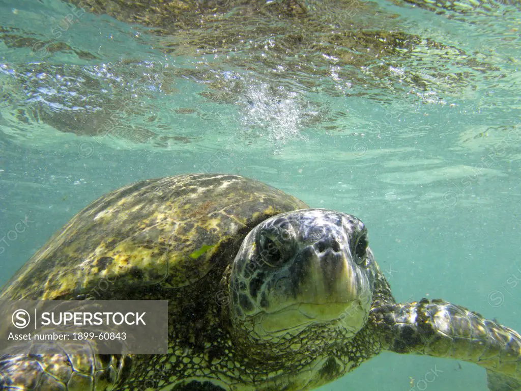 Hawaiian Green Sea Turtle Near The North Shore Of Oahu, Hawaii.