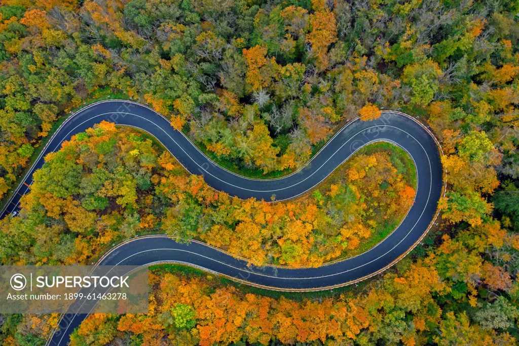 Aerial view over empty winding road, hairpin turn, hair pin bend running through forest showing autumn colours.