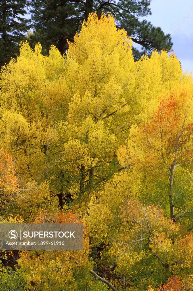 Arizona. Grand Canyon. Aspens. North Rim.