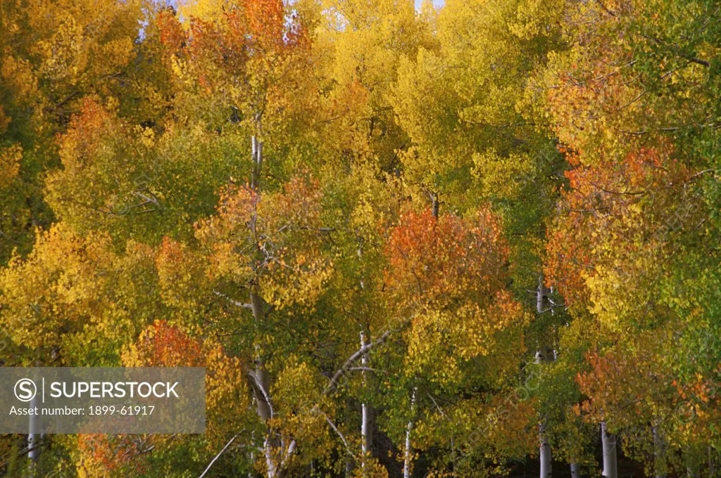 Arizona. Grand Canyon. Aspens.