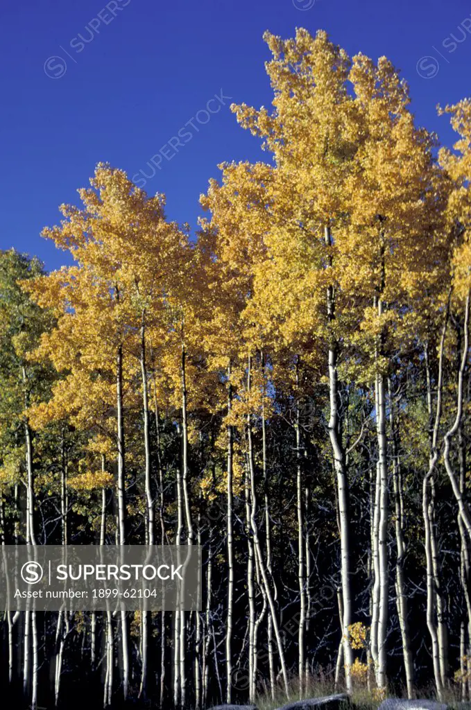 New Mexico, Santa Fe. Aspens.