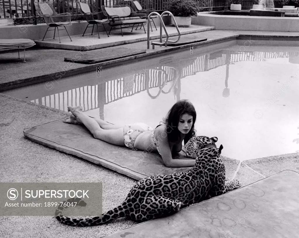 American actress Lana Wood (Svetlana Nikolaevna Zakharenko) wearing a  bikini and lying by the swimming pool beside a leopard. USA, 1966. -  SuperStock