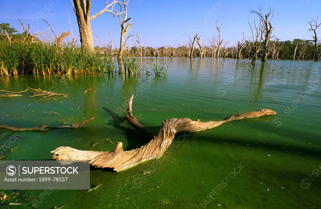 Algal bloom in a eutrophied and stagnant floodplain wetland during a drought, Gum Swamp, Lachlan River, Forbes, New South Wales, Australia