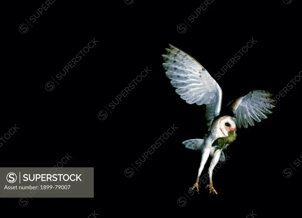 Barn owl carrying budgerigah, Australia, World wide