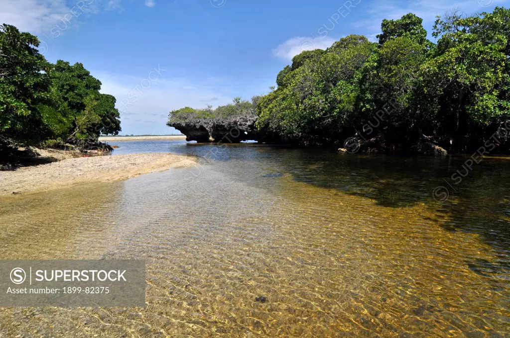 Mozambique, Quirimbas Islands National Park, Island Sencar, mangrove forest