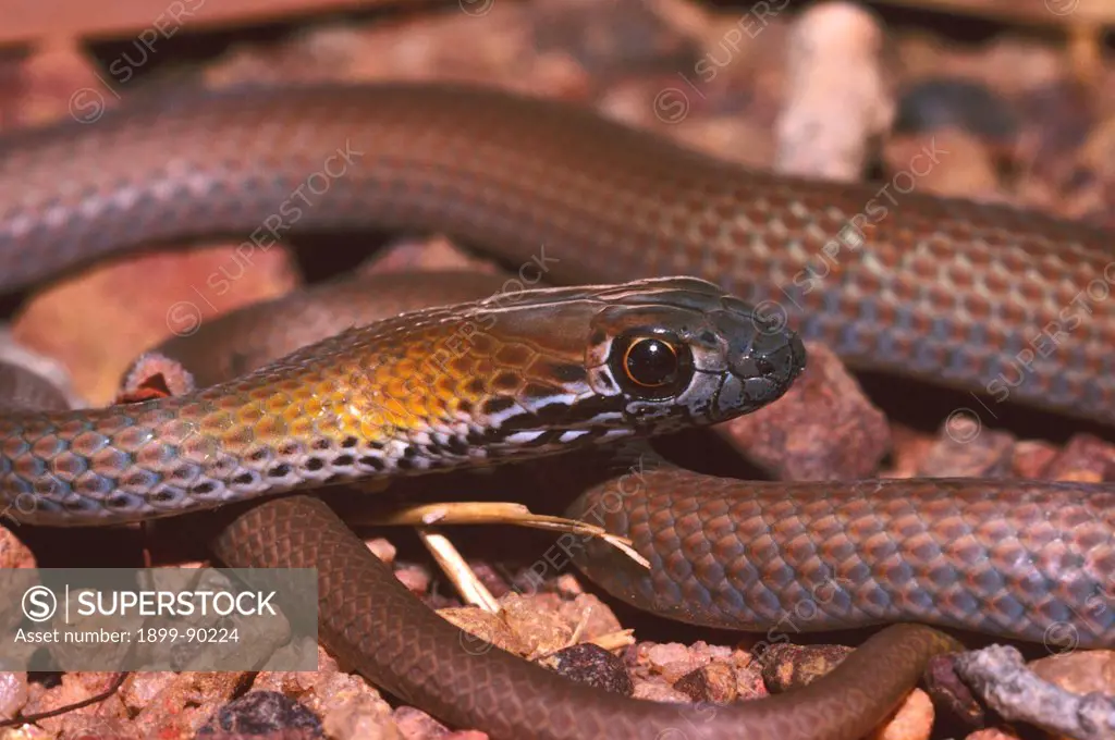 Olive whip snake (Demansia olivacea), swift, active by day, large ones potentially dangerous, Munmarlary, Northern Territory, Australia. 01/11/2000