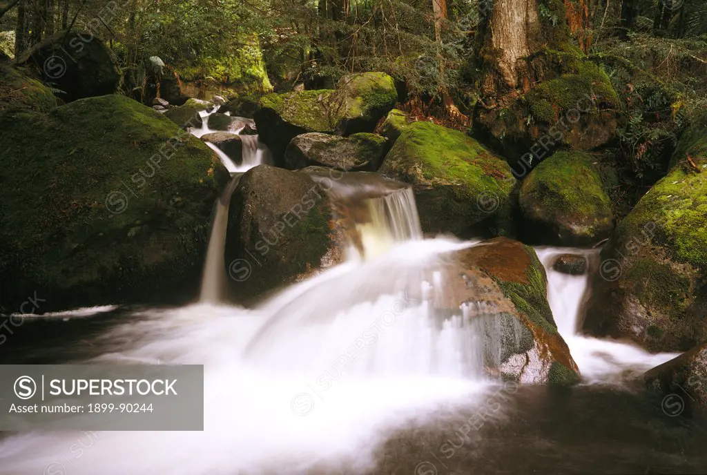 Taggerty River, Yarra Ranges National Park, Victoria, Australia. 01/11/2001