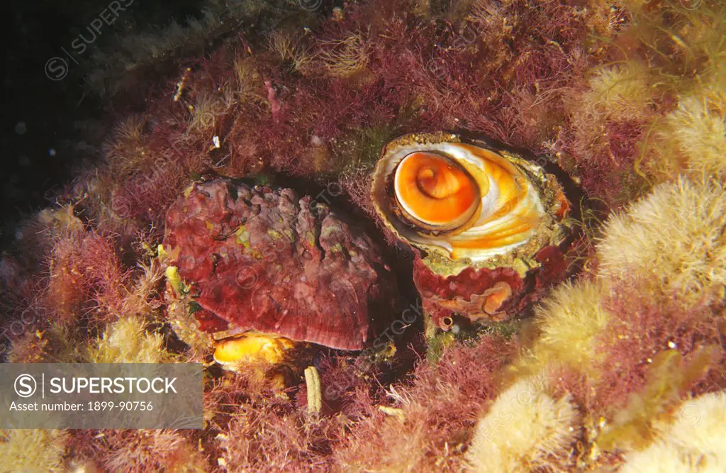 Turban shells (Bolma rugosa), on red algae, where they live and feed, one overturned and showing the coloured operculum which is highly prized for jewelry. Porto Palo, Sicily, Italy. Mediterranean Sea. 06/06/2004