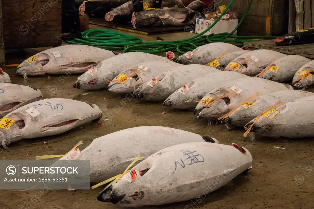 Tuna in the tuna auction area, Tsukiji is a wholesale market for fish, fruit and vegetables, the fish section handles over 2000 tonnes of seafood every day, Tsukiji fish market, Tokyo, Japan,3/24/2013