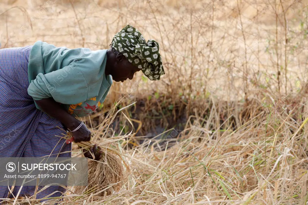 Rice farming, Bignola, Senegal.,12/15/2008