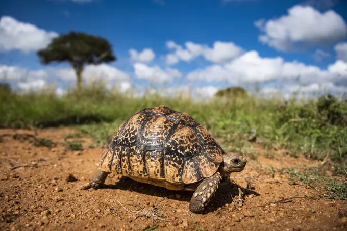 Tortoise, Stigmochelys, on african wildlife safari holiday vacation in Kenya, Africa