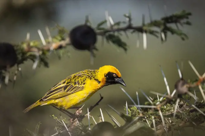 Speke's Weaver (Ploceus spekei) on African wildlife safari holiday in Kenya, Africa