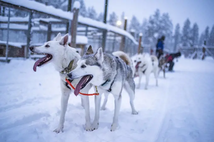 Huskies excited to be on a husky dog sledding adventure in the cold snow covered winter landscape, Torassieppi, Lapland, Finland