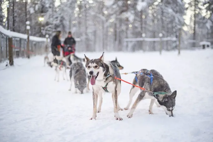 Husky sledding, Torassieppi, Lapland, Finland