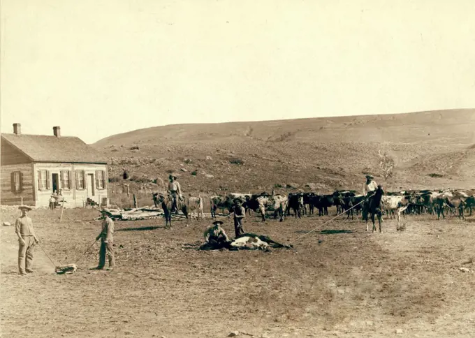 Six cowboys branding cattle in front of a house 1891 Dakota Territory.