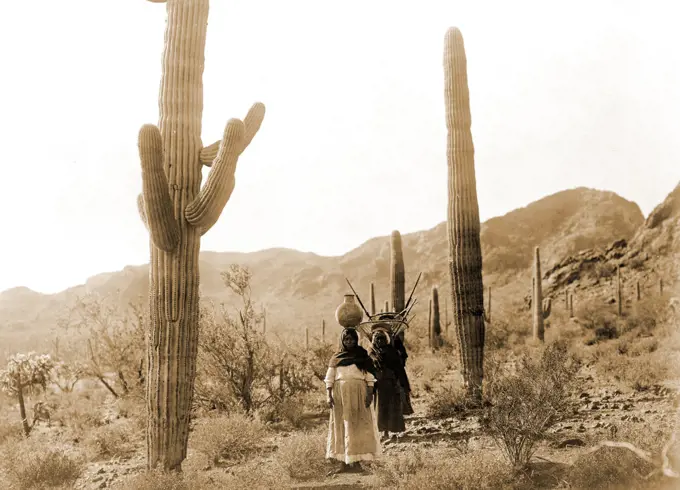 Indian women harvesting hasen, the sweet pear sized fruit from the Saguro cactus. 