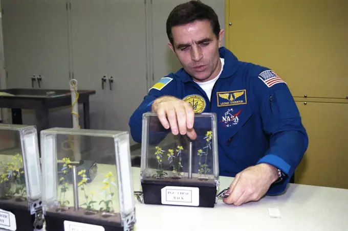 Participating in the Crew Equipment Integration Test (CEIT) at Kennedy Space Center is STS-87 Payload Specialist Leonid Kadenyuk of the National Space Agency of Ukraine (NSAU). Here, Cosmonaut Kadenyuk is inspecting flowers for pollination and fertilization, which will occur as part of the Collaborative Ukrainian Experiment, or CUE, aboard Columbia during its 16-day mission, scheduled to take off from KSCs Launch Pad 39-B on Nov. 19. The CUE experiment is a collection of 10 plant space biology experiments that will fly in Columbias middeck and feature an educational component that involves evaluating the effects of microgravity on the pollinating Brassica rapa seedlings. Students in Ukrainian and American schools will participate in the same experiment on the ground and have several live opportunities to discuss the experiment with Kadenyuk in Space. Kadenyuk of the Ukraine will be flying his first Shuttle mission on STS-87. 