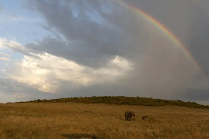 Rainbow and african Elephant (Loxodonta africana) in savanna. Masai Mara National Park. Kenya.