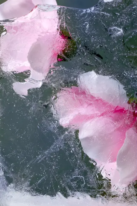 Beautiful flowers pink blooming magnolia in transparent ice block. Frozen beauty concept. Floral greeting card. (Photo by: Natasha Breen/REDA&CO/UIG)