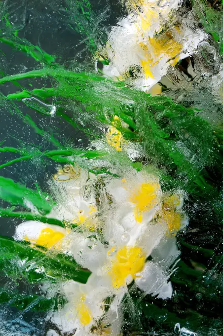 Beautiful flowers white daffodils with leaves in transparent ice block. Frozen beauty concept. Floral greeting card. (Photo by: Natasha Breen/REDA&CO/UIG)
