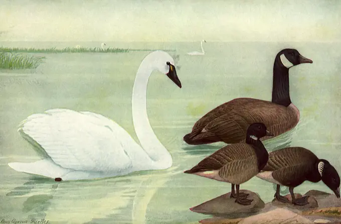 Swan and Geese. 