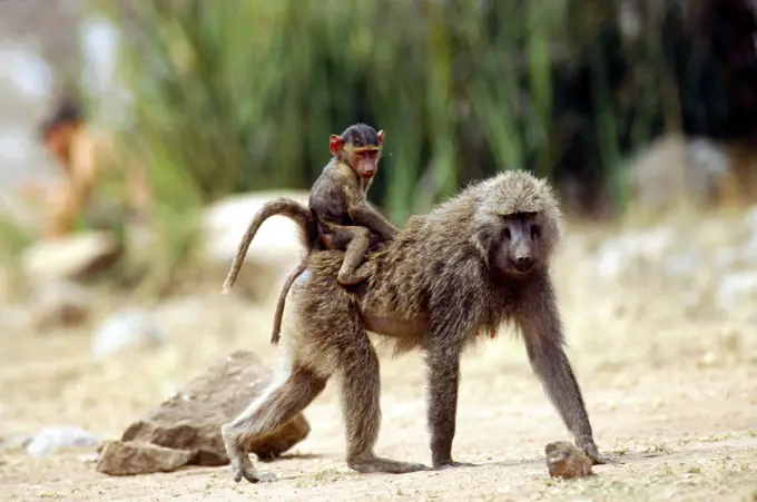 Africa, Tanzania, Safari, Olive Baboon Female carrying baby on iher back in the  Serengeti