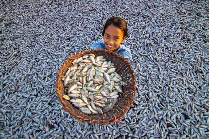 A girl is showing Puti Fishes to be dried under the sun for the long process of making Dry Fish in Brahmanbaria, Bangladesh. Thousands of small 'Puti' fishes are caught in a nearby river. Workers cut and clean the fishes, add salt and then dry them on a bamboo platform in the sun for four to five days. After the fishes are properly dried, they are packaged and sent out for sale in the markets. Dried fish is an important food in the diet in Bangladesh. It accounts for the fourth largest share of fish consumed and is the most accessible type of fish for consumers across all income levels. Dry Fish selling is a major industry nowadays. Bangladesh exports a huge quantity of dry fish every year, greatly contributing to the national economy. Bangladesh.
