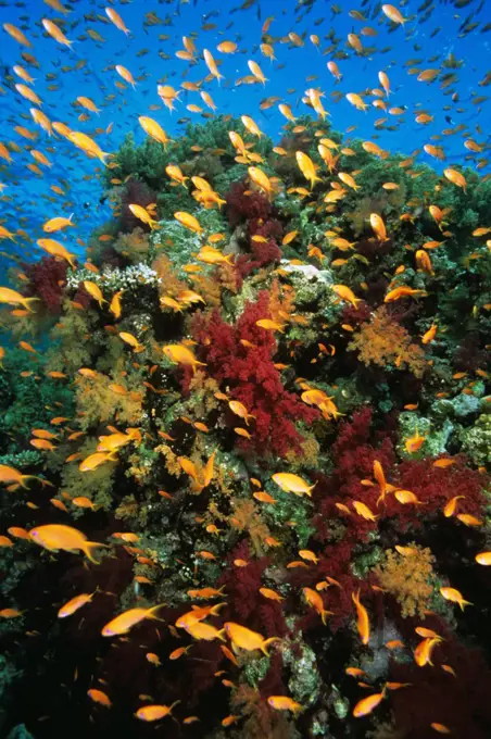 Anthias (Anthias sp.) school on coral reef, Great Barrier Reef (Marine Park), Queensland, Australia