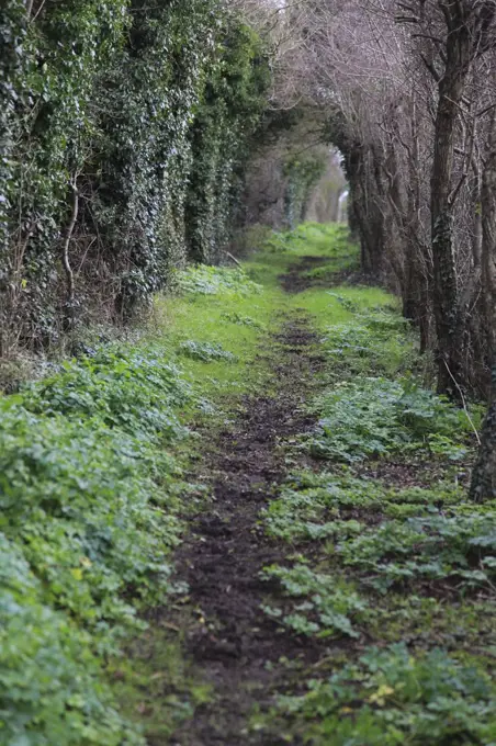 Path passing through tunnel formed by vegetation, Alderton, Suffolk, England, UK. 