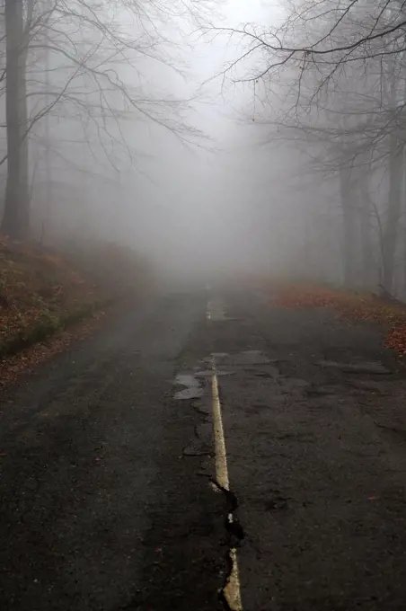 Road through beech woodland obscured by low cloud fog, Shipka Pass, Bulgaria, eastern Europe. 