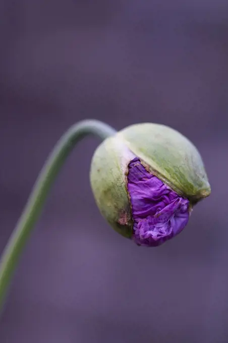 Opium poppy, Papaver somniferum. 