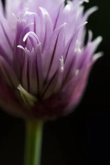 Chive, Allium schoenoprasum. 