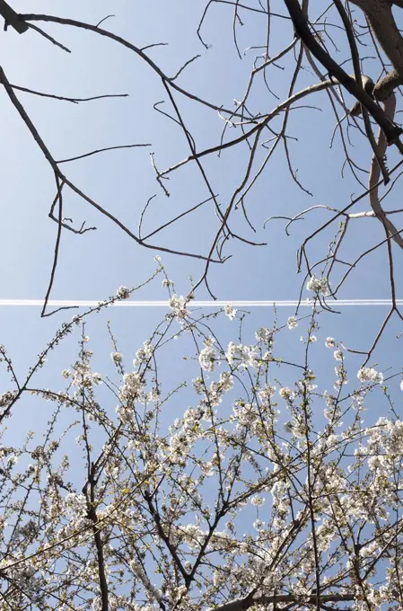 Cherry, Prunus, showing the difference between the defoliated tree above the trail and the healthy one below and the pollution from the aircraft flying over Londons East End. 