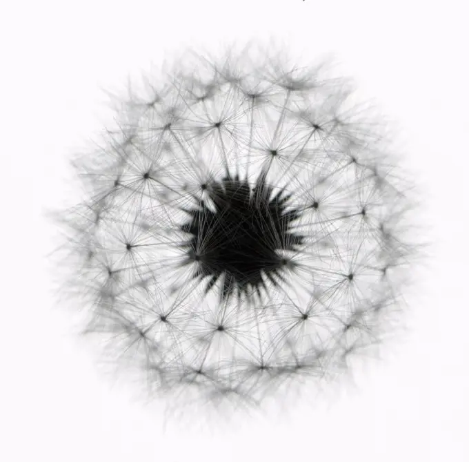 Dandelion clock, Taraxacum officinale. 